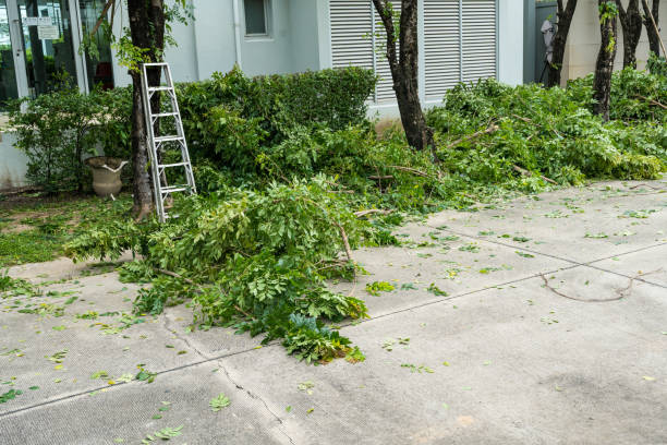 Large Tree Removal in Lake Forest, IL